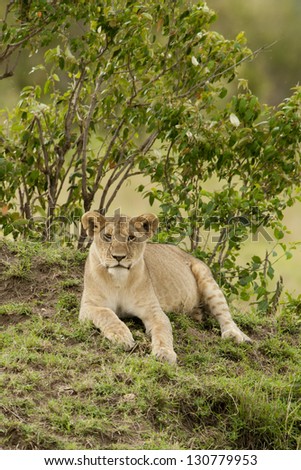 Lion in the savannah in Masai Mara  National Park of Kenya