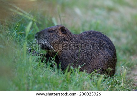 A coypu called river rat, A rodent native from South America