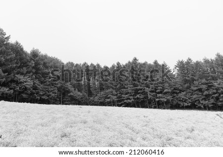 Carnation flower field with pine tree and clear sky black and white in Hokkaido,Japan