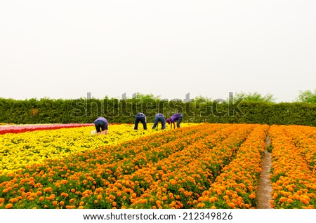 marigold garden with people harvest for collect to use in industrial and for new crop