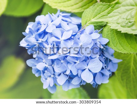 Blue hydrangea  with soft light gradient closeup