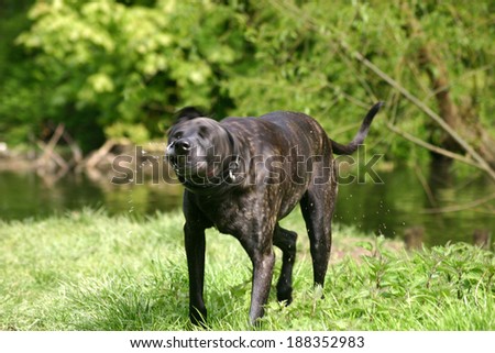 my head\'s in a spin. Photo of a dog shaking water from its head