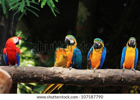 Group of colorful macaws on log.[ Scarlet Macaw and Three Blue-and-yellow Macaws]