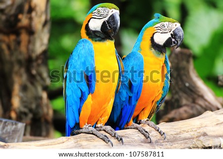 Blue-and-yellow Macaws or Blue-and-gold Macaws [Ara ararauna]