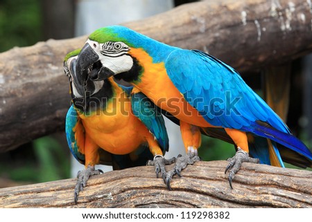 Couple blue-and-yellow macaws (Ara ararauna) sitting on log