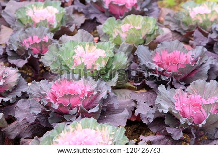 Group of cabbage are color beautiful