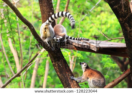 Ring - tailed lemur(Lemur catta) with cute family