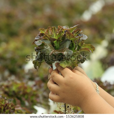 Vegetables in hand of hydroponic vegetable farm