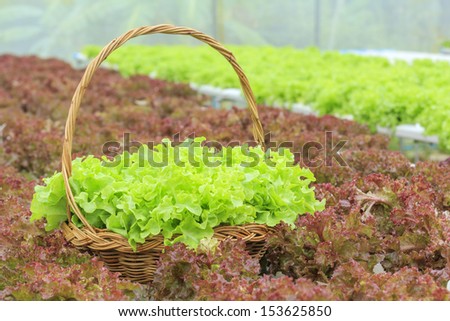 Vegetables in Basket of hydroponic vegetable farm