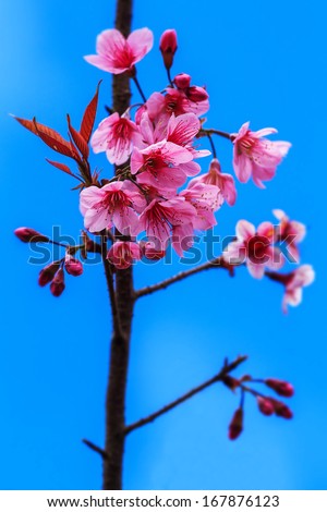 Close up of Cherry blossoms in pink color
