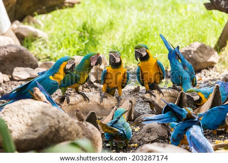 Group Macaw Bird [Ara ararauna] eating food.