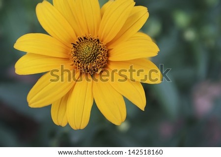 Jerusalem artichoke. Yellow flower on soft nature background