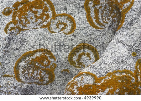 Moss with form circular in stones of granite at the coast