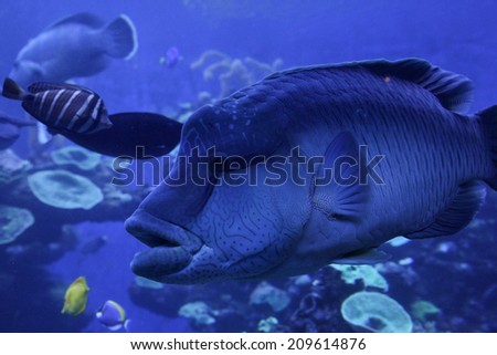 Big mouth fish in aquarium