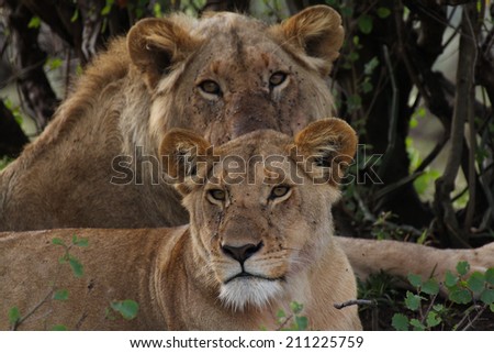 Lion and lioness together spotted in Masai Mara National Reserve, Kenya.