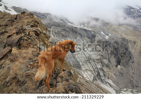 Lone dog in Himalayas, Nepal.
