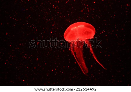 Red jellyfish floating in water.