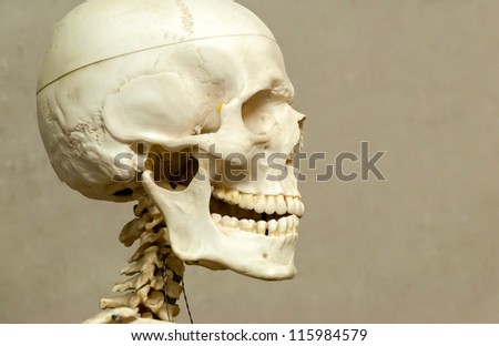 Decorative (model) human skeleton and skull in hospital