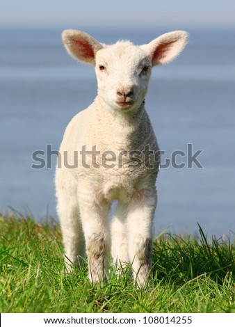 little lamb in north germany