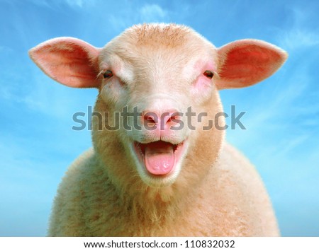 Lucie The Sheep