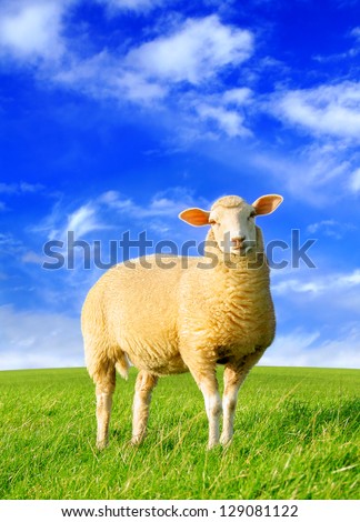 The golden sheep - original digital image processing from my photo