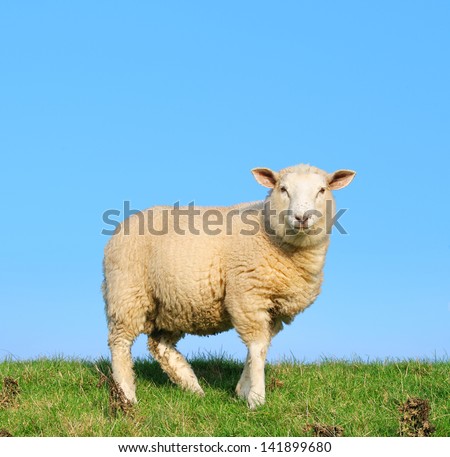 Sheep Standing On Seawall