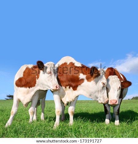 The flirt cows. You can enlarge and scale up the blue field.