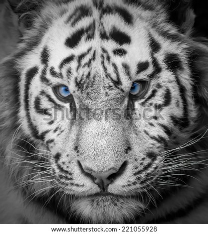 Portrait of a wild tiger