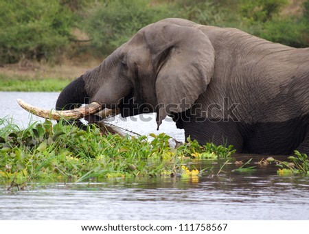 An adult elephant wades in the Shire river, Majete game reserve, Malawi  in search of lush vegetation