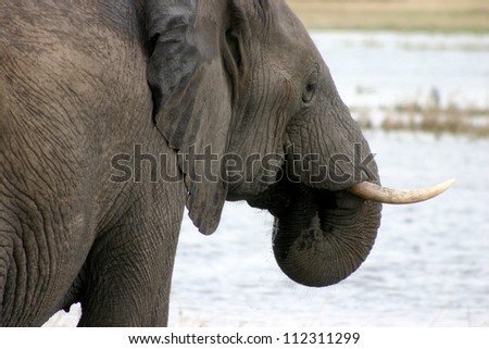 Elephant by the River Bank in profile, Chobe River, Botswana