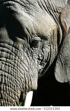 Close up detailed image of the beautiful textures of an adult elephant's head