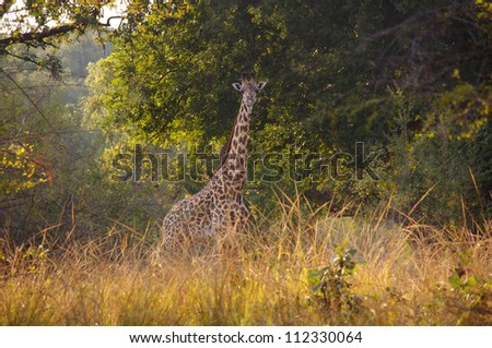 Giraffe, South Luangwa National Park, Zambia. This image was taken on foot in the early morning light on a walking safari. The giraffe gazes curiously into the camera