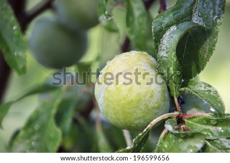Plum growing on a dwarf plum tree