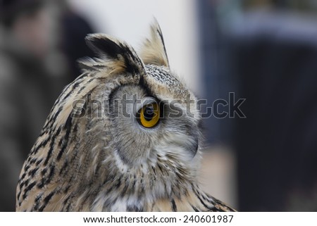 Siberian eagle owl head side view