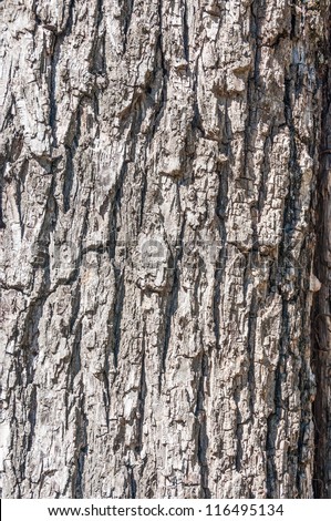 Close up, bark of a black walnut tree.