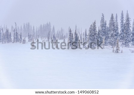 Alaska spruce trees during snow storm.