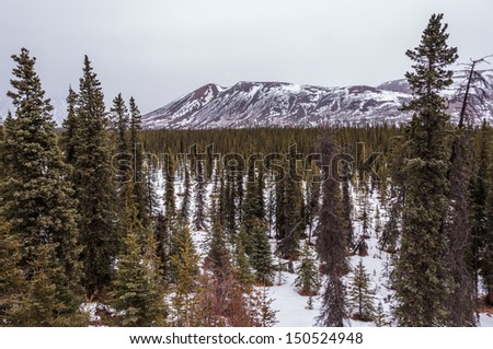 Spruce forest in the Alaska Range.