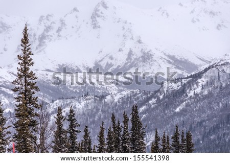 Snow covered mountain, fresh spring snow on spruce forest, Denali National Park, Alaska