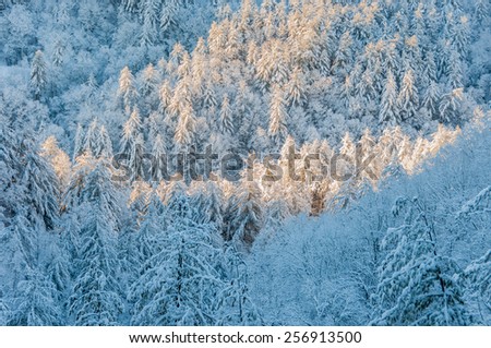Snow and ice covered trees after winter storm in southern appalachia.