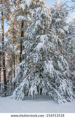 Snow and ice covered eastern hemlock, after winter storm in southern appalachia.
