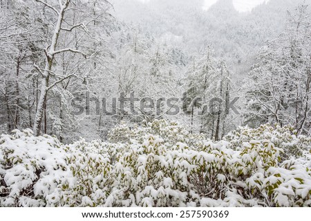 CHATTAHOOCHEE NATIONAL FOREST, GEORGIA USA-FEBRUARY 24:Effect of snow storm in the Chattahoochee National Forest, February 24, 2015.  Forest appears almost completely white.