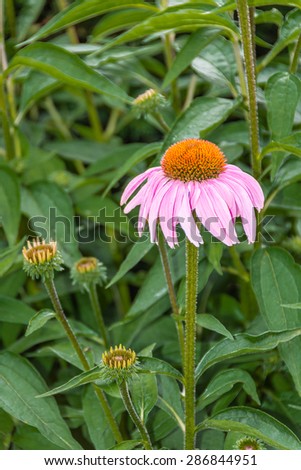 Close-up of purple cone flower.