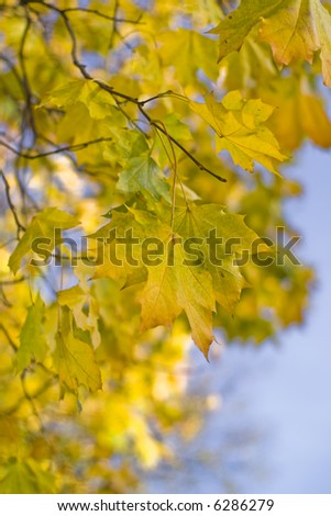 Autumn maple tree branches with yellow leaves against the clear light-blue sky.