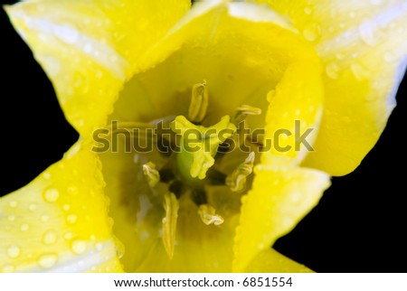 Close up of narcissus after rain, isolated on black.