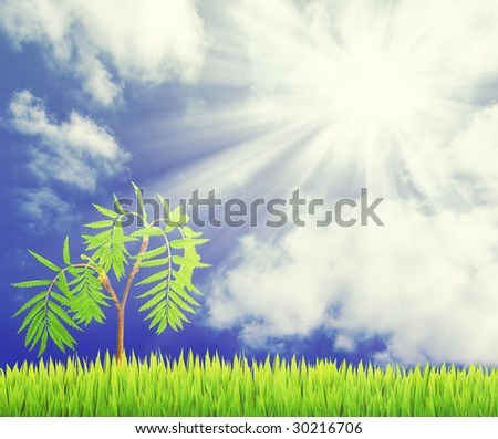 Beautiful sun and sky background with green grass and a small plant.