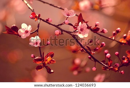 Beautiful Flowering Japanese Cherry - Sakura. Background With Flowers On A Spring Day. Red-Soft Version.