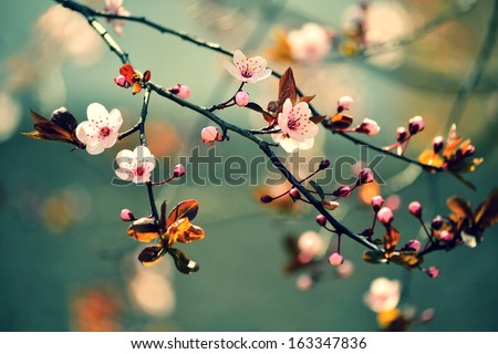 Beautiful Flowering Japanese Cherry - Sakura. Background With Flowers On A Spring Day.