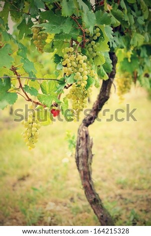 South Moravia Czech Republic Wine Region