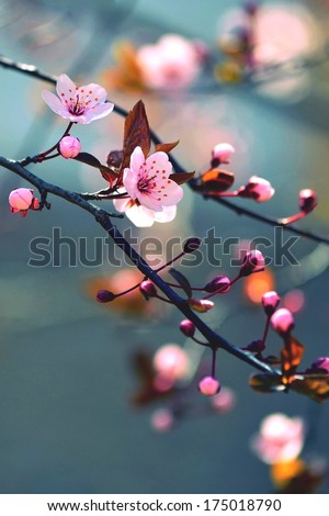 Beautiful Flowering Japanese Cherry - Sakura. Background With Flowers On A Spring Day.