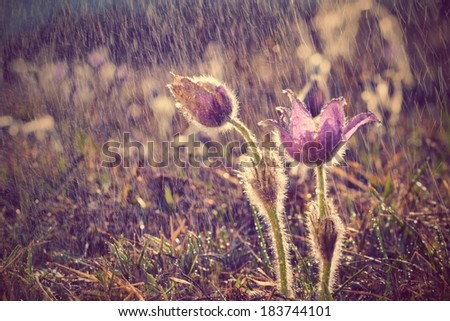Purple pasqueflowers (Pulsatilla grandis) in the rain  Beautiful photo of a spring meadow in the rain and the sunset
